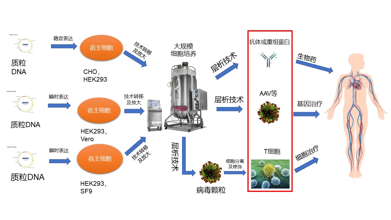 二四六正版资料免费大全